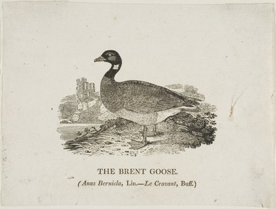 Brent Goose od Thomas Bewick