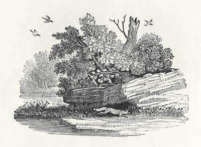 Fox na útěku, z „Obecné historie čtyřnožců“, vydané 1790 (dřevoryt) od Thomas Bewick