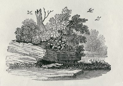 Fox na útěku, z „Obecné historie čtyřnožců“, vydané 1790 (dřevoryt) od Thomas Bewick