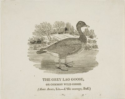 Grey Lag Goose od Thomas Bewick