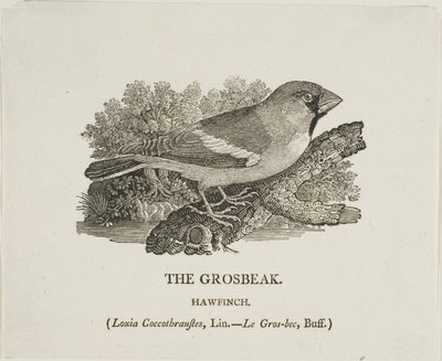 Grosbeak od Thomas Bewick