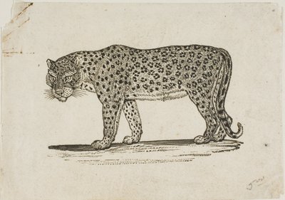 Leopard od Thomas Bewick