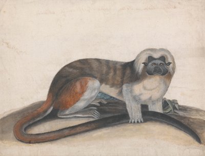 Studie pro "The Pinche nebo Red Tailed Monkey" (dříve koskulářka Cottenhead) od Thomas Bewick