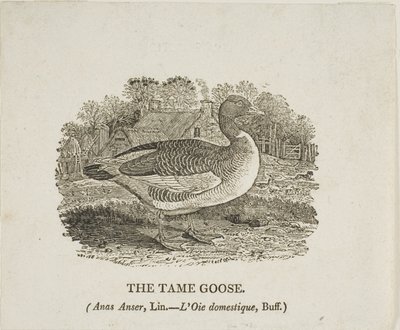 Zkrocená husa od Thomas Bewick
