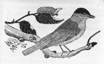 The Black-Cap, ilustrace z „A History of British Birds“ od Thomase Bewicka, poprvé publikována v roce 1797 od Thomas Bewick