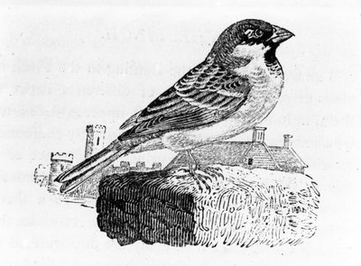 Vrabec domácí, ilustrace z 