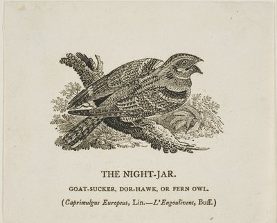 Noční nádoba od Thomas Bewick