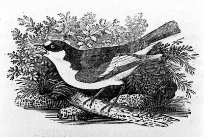 Mucholapka pestrá, ilustrace z knihy "A History of British Birds" od Thomase Bewicka, poprvé vydané v roce 1797. od Thomas Bewick