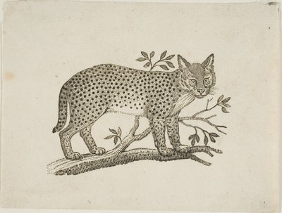Serval od Thomas Bewick