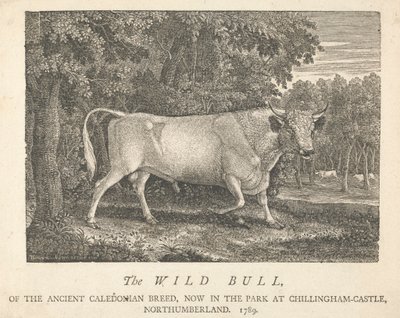 Divoký býk, ze starověkého kaledonského plemene, nyní v parku, v Chillingham-Castle, Northumberland. od Thomas Bewick