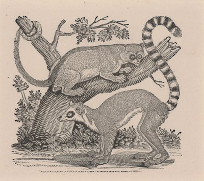 Dva lemuři z „Obecné historie čtyřnožců“ od Thomas Bewick