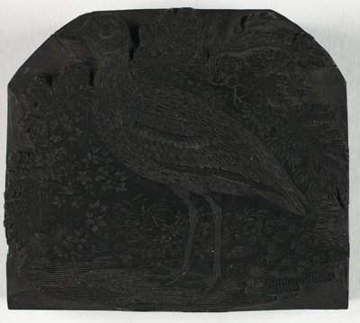 Woodblock pro The Great Kulík, z Historie britských ptáků od Thomas Bewick