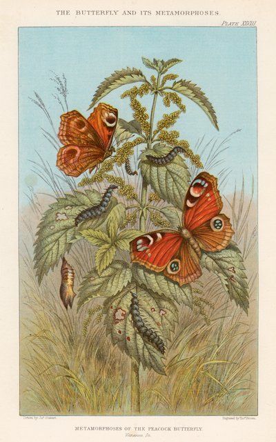 Metamorfózy motýla pavího, 1888 od Thomas Brown