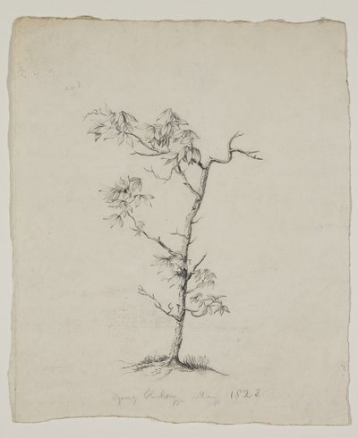 Mladý Hickory od Thomas Cole