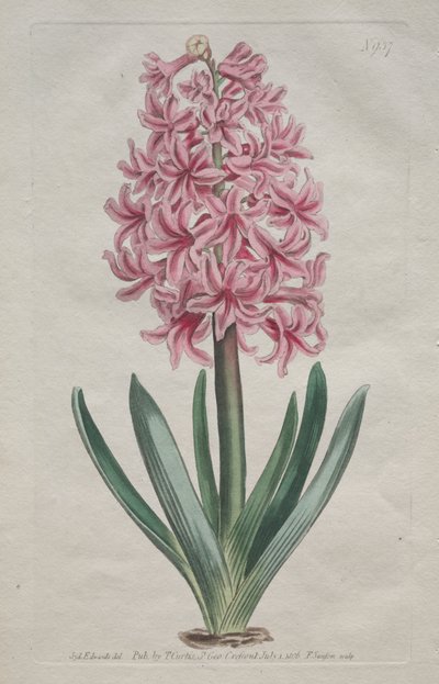 Botanický časopis nebo Květná zahrada Zobrazeno: Zahradní hyacint od Thomas Curtis
