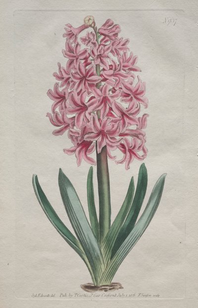 Botanický časopis nebo květinová zahrada zobrazena: Zahradní hyacint, 1806. od Thomas Curtis