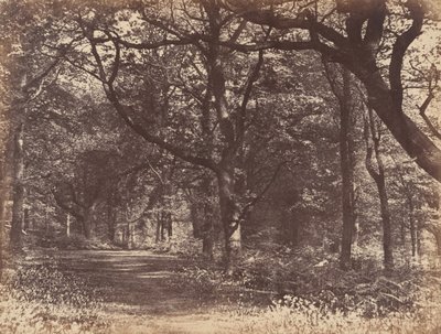 Wood-scene, Norton, Cheshire, 1856. od Thomas Davies