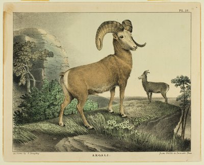 Argali od Thomas Doughty