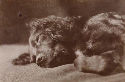 Boyce, portrét psa plemene setr od Thomas Eakins