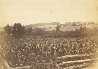 [Cornfield, Avondale, PA] od Thomas Eakins
