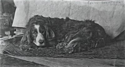Eakinsův pes Harry, c. 1880-1890. od Thomas Eakins