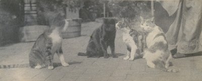 Čtyři kočky, ca. 1895. od Thomas Eakins