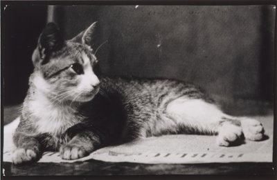 Kočka paní Thomas Eakins, c. 1880-1890. od Thomas Eakins