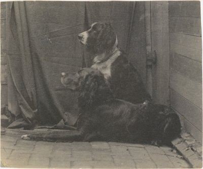 [Pes Thomase Eakinse Harry a další setr], 80. léta 19. století, 80. léta 19. století. od Thomas Eakins