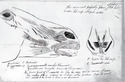 Anatomická studie koňské hlavy bez názvu, 1878. od Thomas Eakins