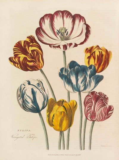 Univerzální bylina, 1824. od Thomas Green