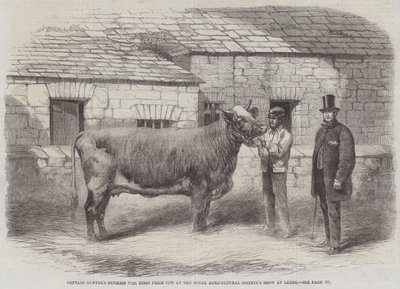 77. vévodkyně kapitána Guntera, kráva první ceny na výstavě Royal Agricultural Society v Leedsu od Thomas Harrington Wilson