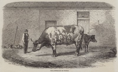 Australský Ox Tooran od Thomas Harrington Wilson