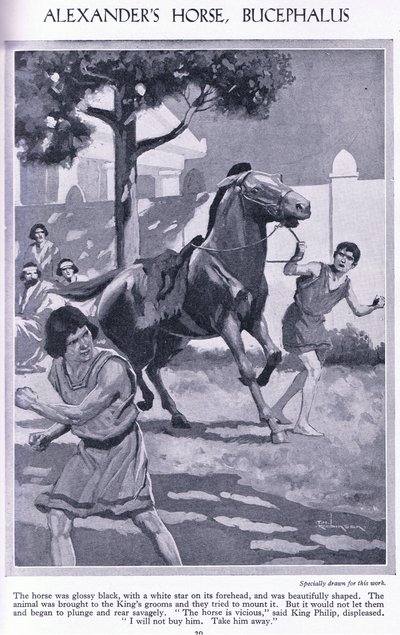 Alexandrův kůň Bucephalus: kůň byl leskle černý s bílou hvězdou na čele, cca 1950 (litografie) od Thomas Heath Robinson