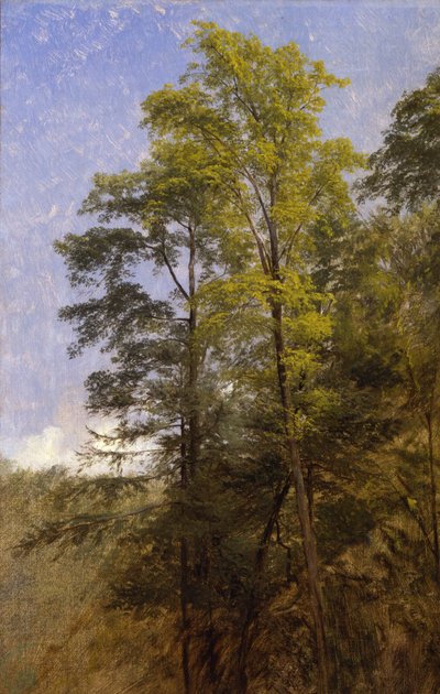 Tree Study, Catskill Clove, N.Y. od Thomas Hiram Hotchkiss
