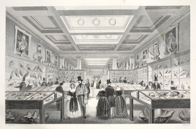 Britské muzeum, Zoologická galerie, z knihy "Londýnské interiéry s jejich kostýmy a ceremoniály" pub. Joseph Mead, Londýn, asi 1843 (ocelorytina) od Thomas Hosmer Shepherd