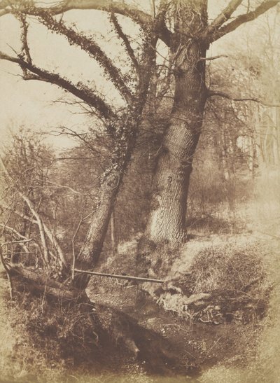 Stromy, 1854-57. od Thomas Keith