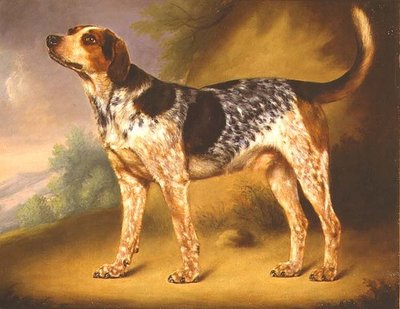 Ohař Richarda Stracheyho „Glancer“ od Thomas Morris