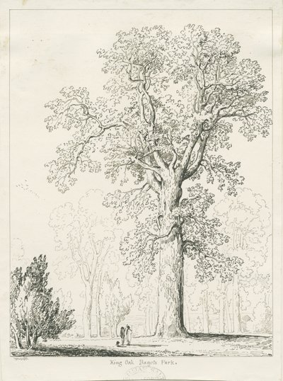 Blithfield - King Oak : kresba perem a tuší od Thomas Peploe Wood