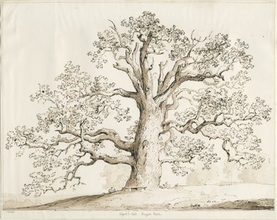 Blithfield - Squitch Oak: pero a mytí, 1837 od Thomas Peploe Wood