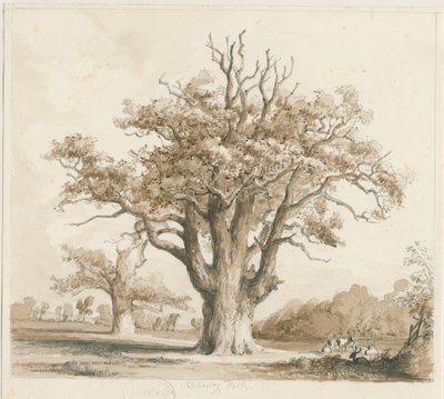 Teddesley Hall - Oak Trees: kresba tužkou a lavírováním, nd [listopad 1842] od Thomas Peploe Wood