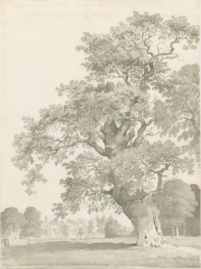 Tixall - Oak Tree: pero a lavírovaná kresba od Thomas Peploe Wood