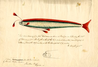 Akvarelová kresba veslonohého rybáka newlynského (Regalecus glesne), asi 1849 (tužka a akvarel na papíře) od Thomas Quiller Couch