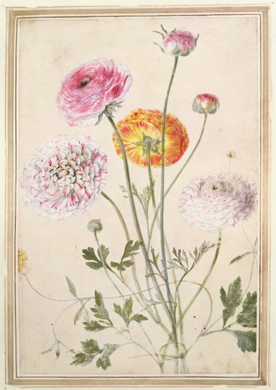 Květinová studie, kolem 1760 od Thomas Robins