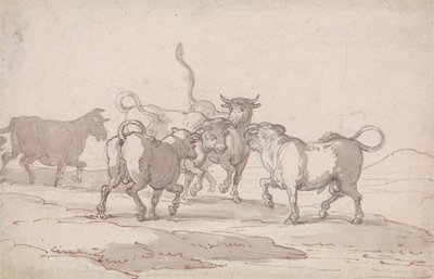 Skupina pěti býků, kteří se chystají k boji od Thomas Rowlandson
