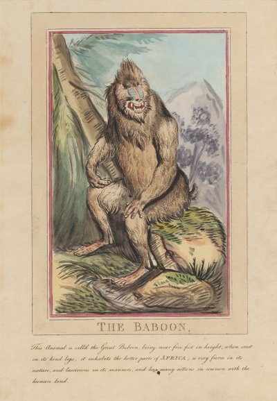 Sada osmi listů s titulní stranou. „Zvířata cizí i domácí.“ 2. Lev od Thomas Rowlandson
