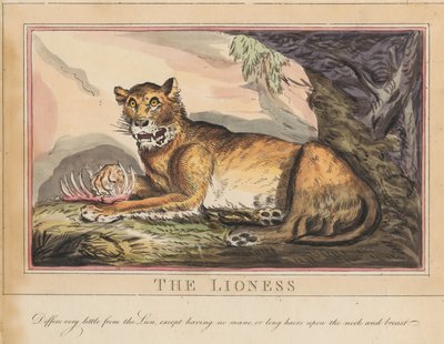 Sada osmi listů s titulní stranou. „Zvířata cizí i domácí.“ 4. Tygr od Thomas Rowlandson