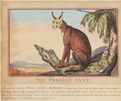 Sada osmi listů s titulní stranou. „Zahraniční a domácí zvířata.“  7.  Perská rysice od Thomas Rowlandson