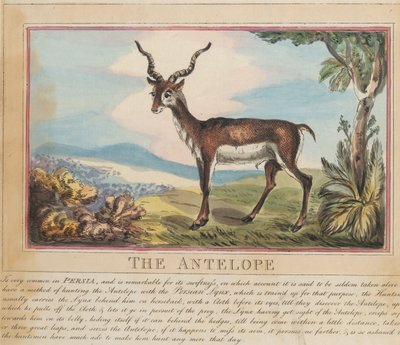 Sada osmi listů s titulní stranou. „Zvířata cizí i domácí.“ 8. Antilopa od Thomas Rowlandson