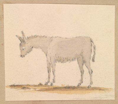 Studie osla, asi 1820 (pero a tuš, wash, akvarel) od Thomas Streatfeild