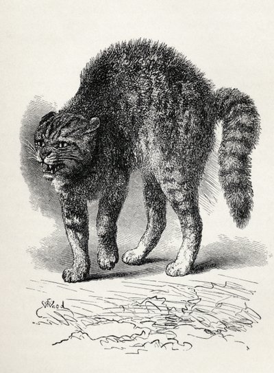 Kočka vyděšená psem, z knihy Charlese Darwina „Výraz emocí u člověka a zvířat“, 1872 (litho) od Thomas W. Wood
